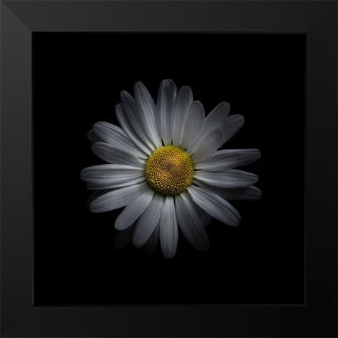White Daisy V Black Modern Wood Framed Art Print by Carson, Brian