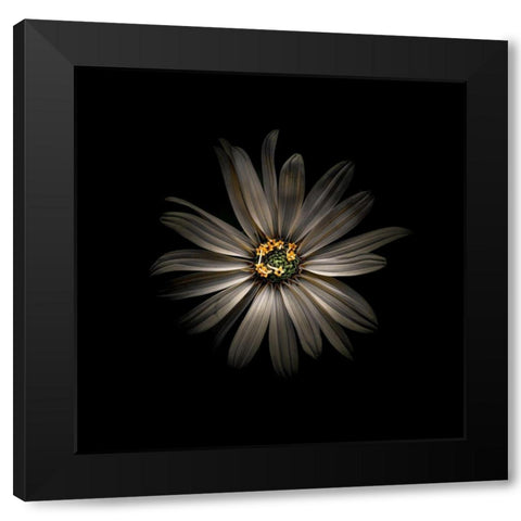White Daisy VI Black Modern Wood Framed Art Print with Double Matting by Carson, Brian