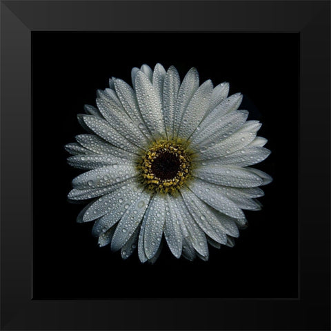 White Gerber Daisy Black Modern Wood Framed Art Print by Carson, Brian