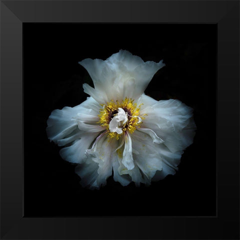 White Peony Black Modern Wood Framed Art Print by Carson, Brian