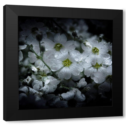 White Petunia Black Modern Wood Framed Art Print with Double Matting by Carson, Brian