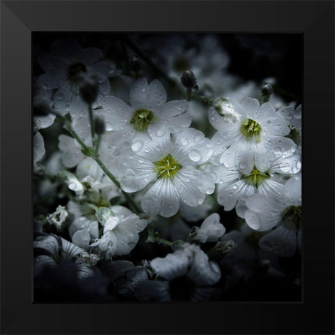 White Petunia Black Modern Wood Framed Art Print by Carson, Brian