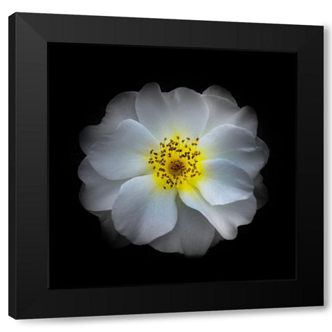 White Primrose Black Modern Wood Framed Art Print by Carson, Brian
