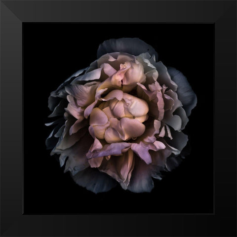 Wilted Camelia Black Modern Wood Framed Art Print by Carson, Brian