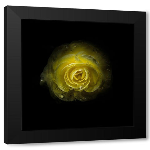 Yellow Begonia Black Modern Wood Framed Art Print by Carson, Brian