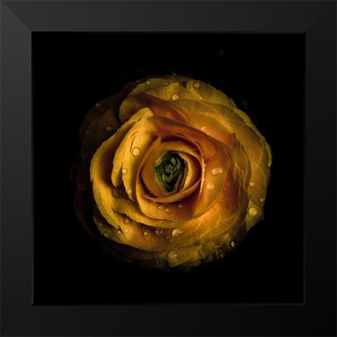 Yellow Begonia II Black Modern Wood Framed Art Print by Carson, Brian