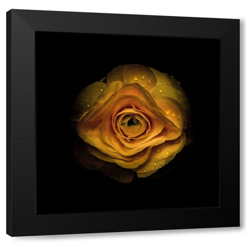 Yellow Begonia IV Black Modern Wood Framed Art Print with Double Matting by Carson, Brian