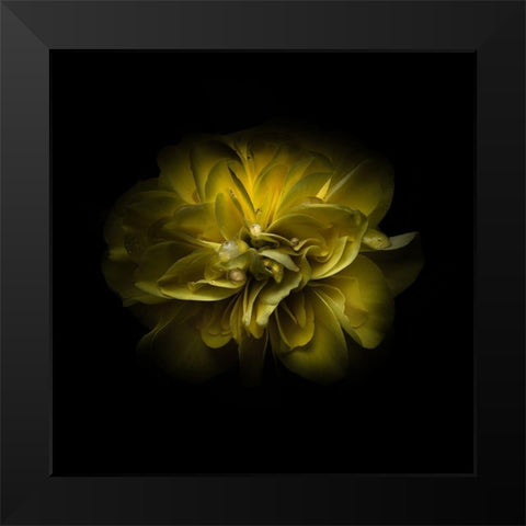 Yellow Camelia Black Modern Wood Framed Art Print by Carson, Brian