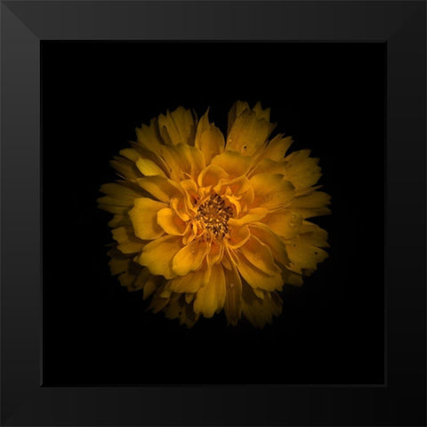 Yellow Dahlia Black Modern Wood Framed Art Print by Carson, Brian