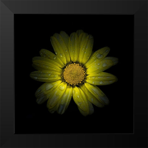 Yellow Daisy II Black Modern Wood Framed Art Print by Carson, Brian