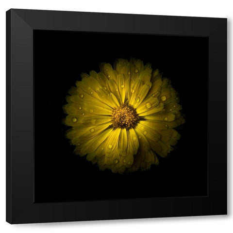 Yellow Daisy Mum Black Modern Wood Framed Art Print by Carson, Brian