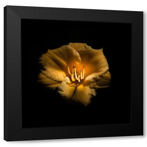 Yellow Lily Black Modern Wood Framed Art Print by Carson, Brian