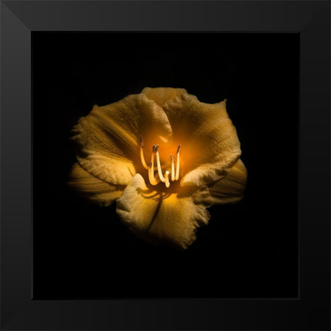 Yellow Lily Black Modern Wood Framed Art Print by Carson, Brian