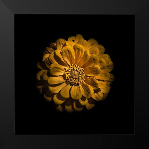 Yellow Zinnia Black Modern Wood Framed Art Print by Carson, Brian