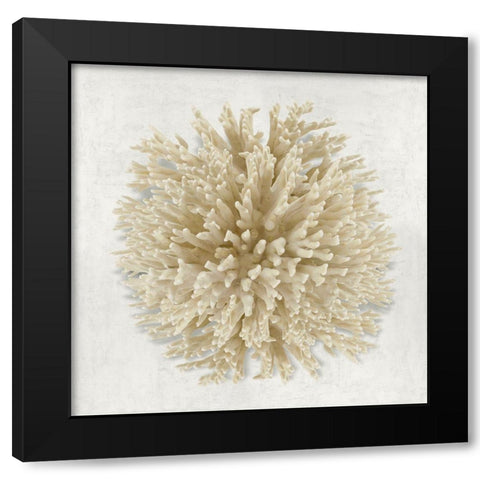 Coral Cream I Black Modern Wood Framed Art Print by Kelly, Caroline