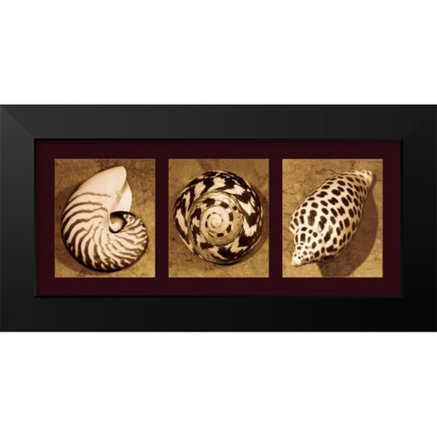 Shell Trio Black Modern Wood Framed Art Print by Kelly, Caroline