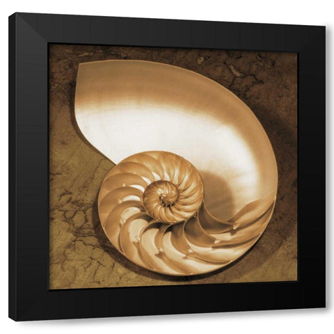 Chambered Nautilus Black Modern Wood Framed Art Print with Double Matting by Kelly, Caroline