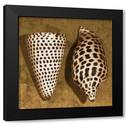 Cone Seashell Black Modern Wood Framed Art Print with Double Matting by Kelly, Caroline