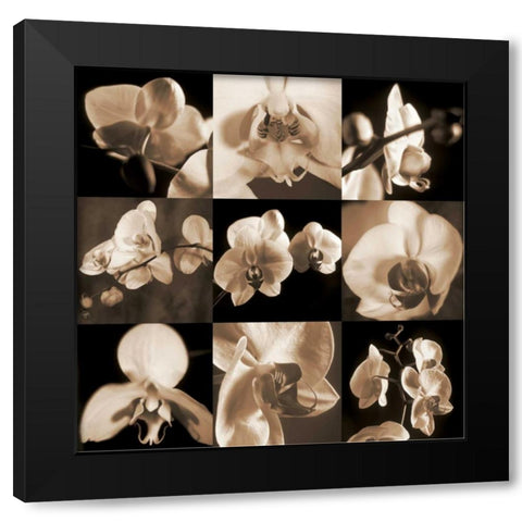 Orchid Bouquet Black Modern Wood Framed Art Print by Kelly, Caroline