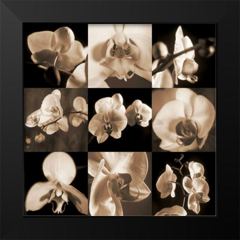 Orchid Bouquet Black Modern Wood Framed Art Print by Kelly, Caroline