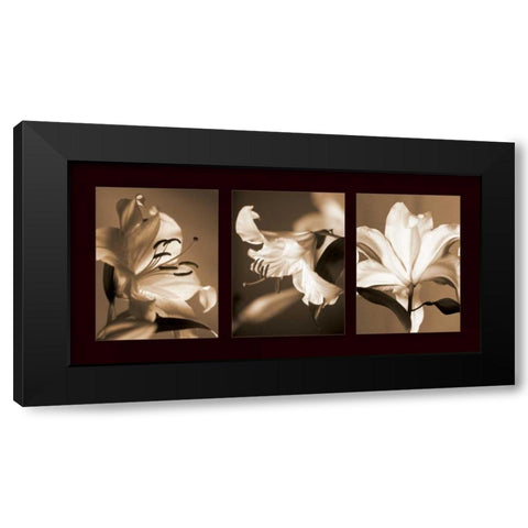 Lily Trio Black Modern Wood Framed Art Print with Double Matting by Kelly, Caroline