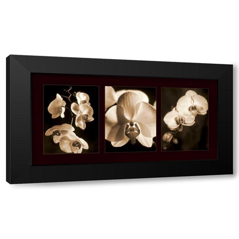 Orchid Trio Black Modern Wood Framed Art Print by Kelly, Caroline