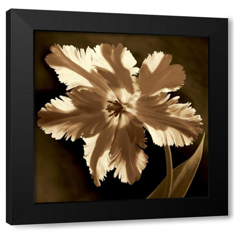 Parrot Tulip I Black Modern Wood Framed Art Print by Kelly, Caroline