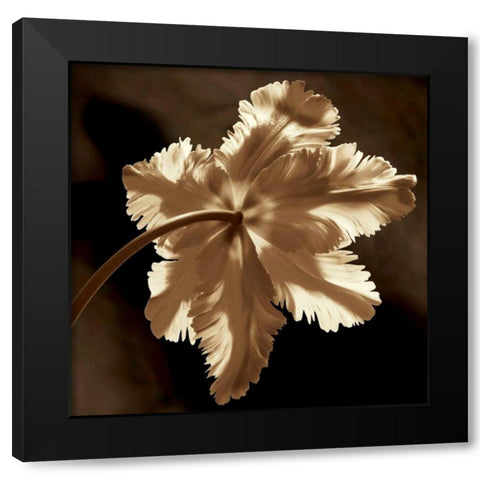 Parrot Tulip II Black Modern Wood Framed Art Print by Kelly, Caroline