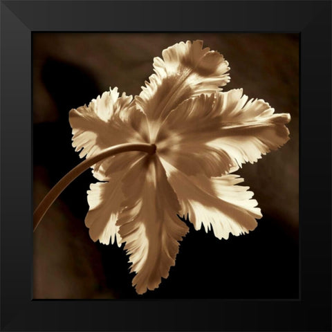Parrot Tulip II Black Modern Wood Framed Art Print by Kelly, Caroline