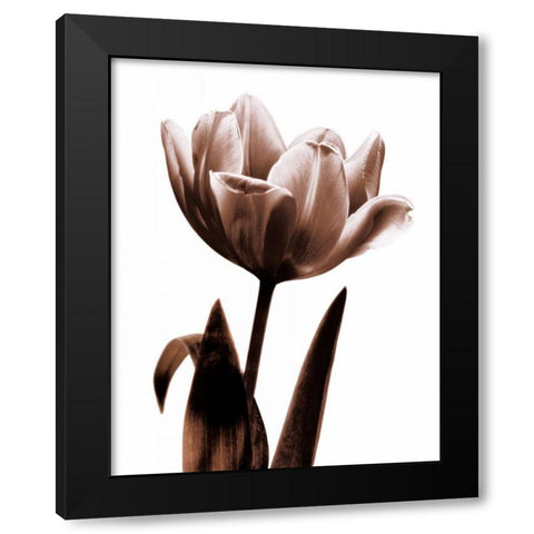 Tulip in Sepia I Black Modern Wood Framed Art Print with Double Matting by Kelly, Caroline
