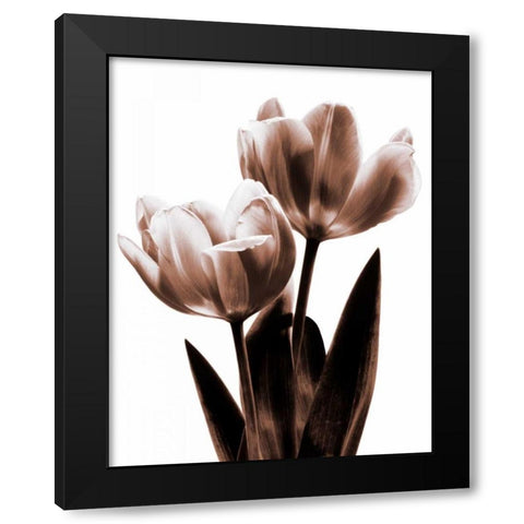 Tulip in Sepia II Black Modern Wood Framed Art Print with Double Matting by Kelly, Caroline