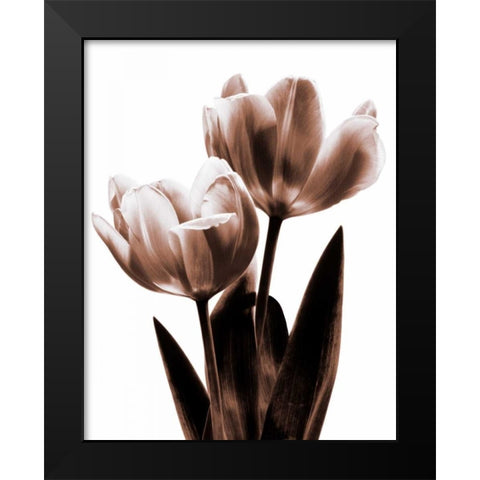 Tulip in Sepia II Black Modern Wood Framed Art Print by Kelly, Caroline