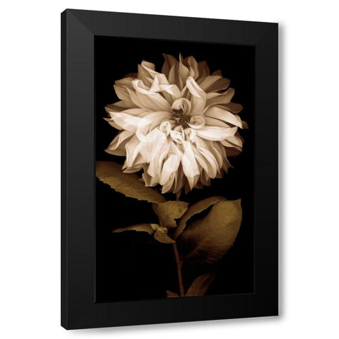 Dahlia I Black Modern Wood Framed Art Print with Double Matting by Kelly, Caroline