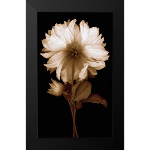 Dahlia II Black Modern Wood Framed Art Print by Kelly, Caroline