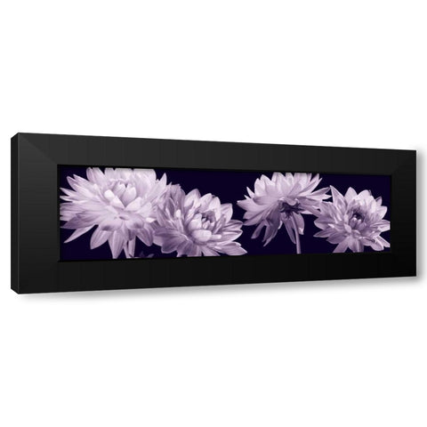 All in a Row Black Modern Wood Framed Art Print with Double Matting by Kelly, Caroline