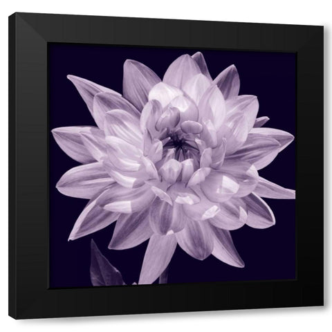 White Dahlia I Black Modern Wood Framed Art Print with Double Matting by Kelly, Caroline