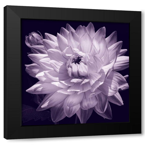 White Dahlia II Black Modern Wood Framed Art Print with Double Matting by Kelly, Caroline