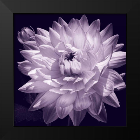White Dahlia II Black Modern Wood Framed Art Print by Kelly, Caroline
