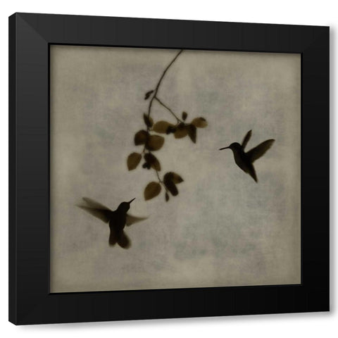 Dance in Flight II Black Modern Wood Framed Art Print with Double Matting by Donovan, Chris