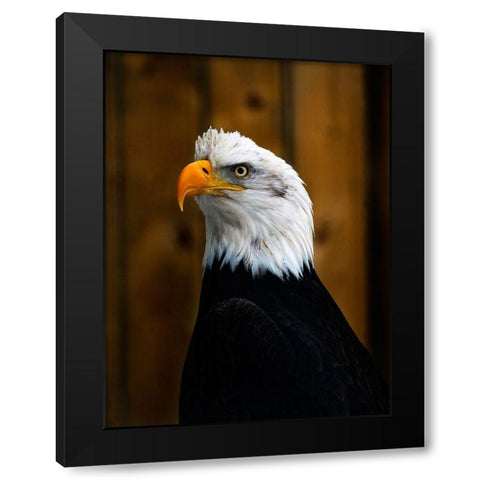 Bald Eagle Black Modern Wood Framed Art Print by Branson, Clive