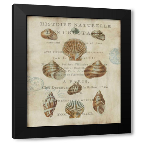 Shell Collection II Black Modern Wood Framed Art Print with Double Matting by Devellier, Deborah