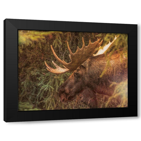 Moose Black Modern Wood Framed Art Print by Sproul, Dan
