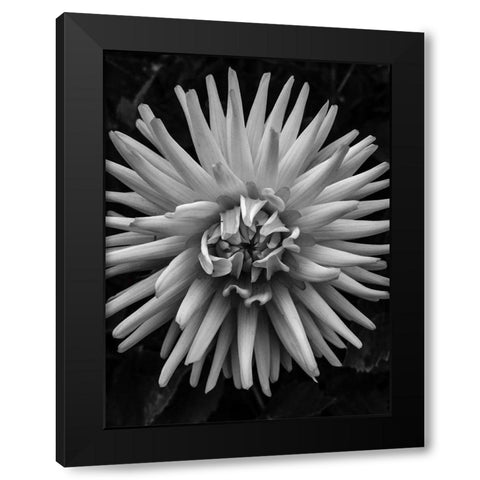 BandW Pop Black Modern Wood Framed Art Print with Double Matting by Bannon, Heidi