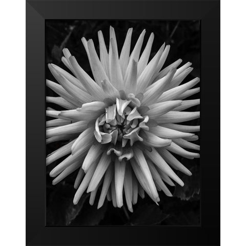 BandW Pop Black Modern Wood Framed Art Print by Bannon, Heidi