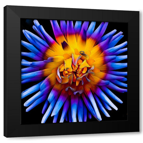 Color Pop Deep Black Modern Wood Framed Art Print by Bannon, Heidi