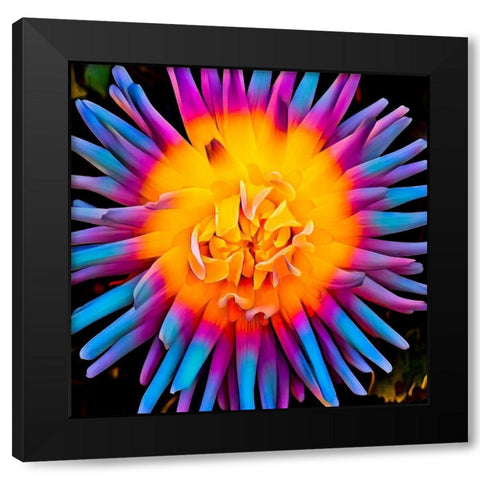 Orange Bloom Pop Black Modern Wood Framed Art Print by Bannon, Heidi