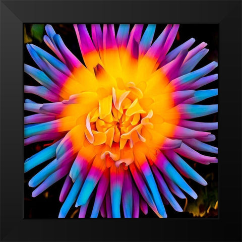 Orange Bloom Pop Black Modern Wood Framed Art Print by Bannon, Heidi
