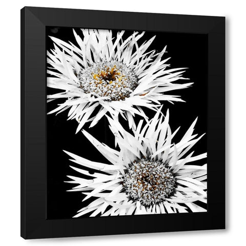 Black and White Awakening Black Modern Wood Framed Art Print by Bannon, Heidi