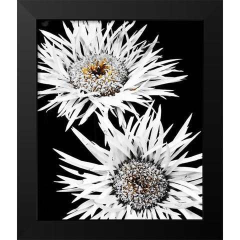 Black and White Awakening Black Modern Wood Framed Art Print by Bannon, Heidi
