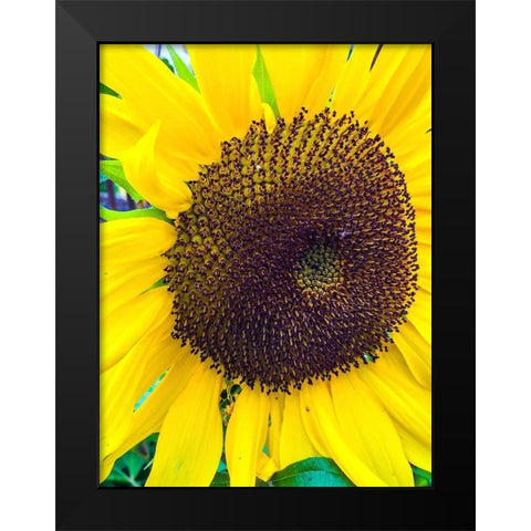Sunflower Black Modern Wood Framed Art Print by Bannon, Heidi